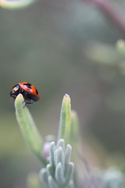 澳洲昆虫