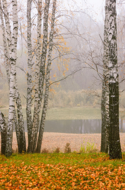 秋季白桦树林河流倒影
