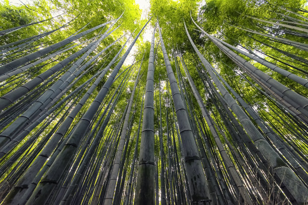 绿竹林竹林围栏