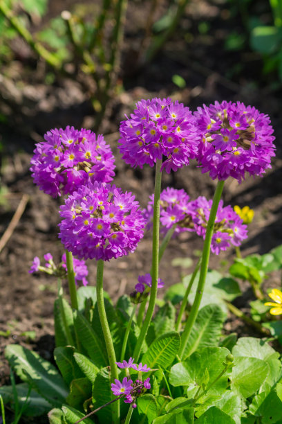 紫色的报春花