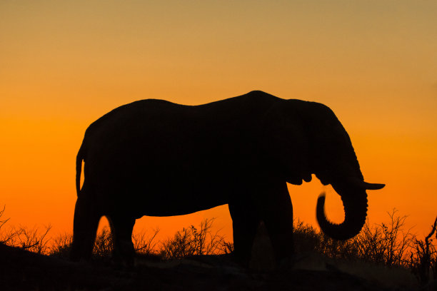 非洲草原大象