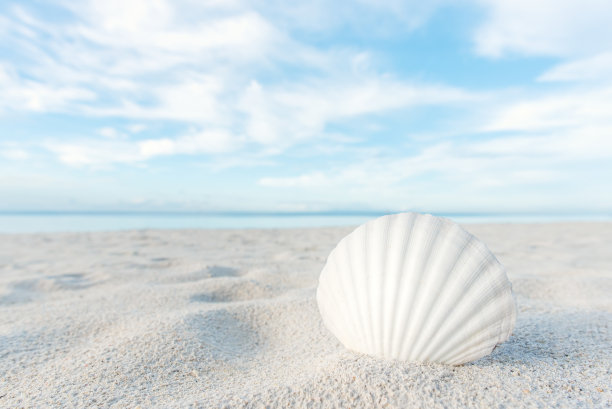 shells