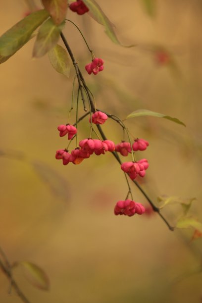 花朵素描