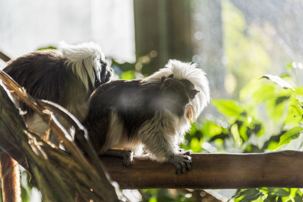 saguinus
