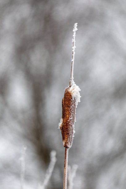 雪地上的芦苇