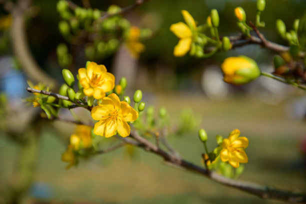 小品水仙花