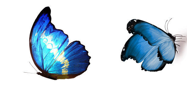 morpho