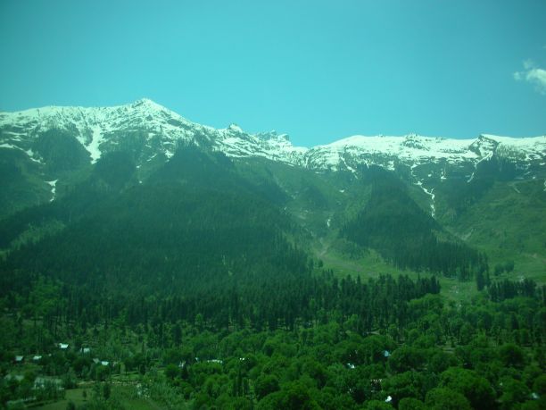 高山脉树林