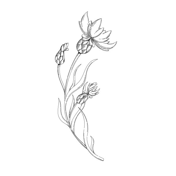 中草药插画