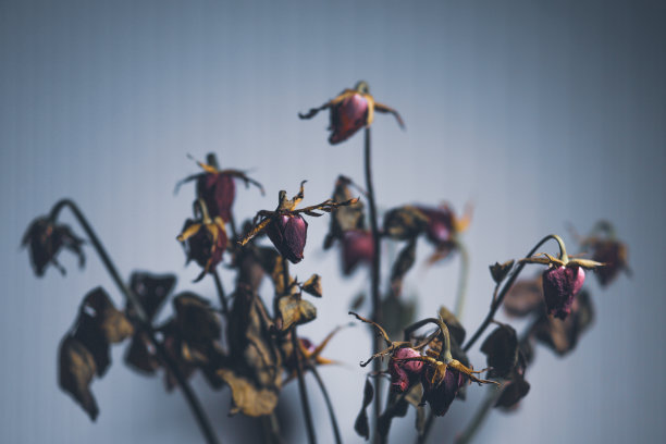 植物花草标识牌图片