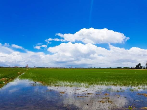 湖畔稻田