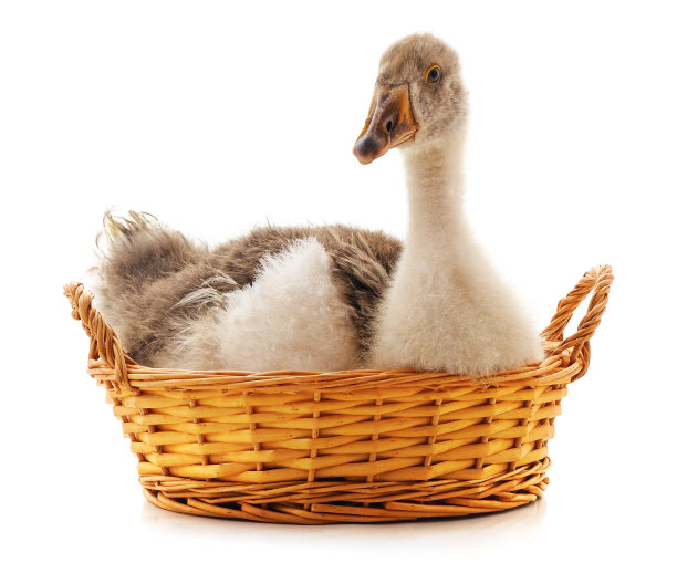 goose