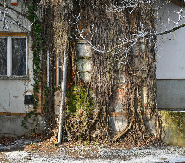 树枝和屋檐