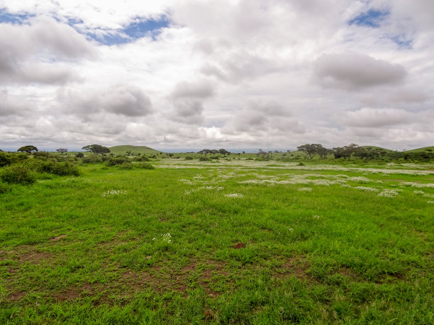 savanna
