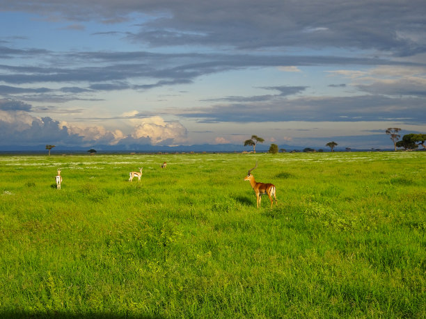 savanna
