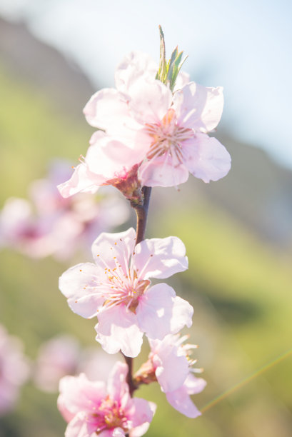 桃花边框