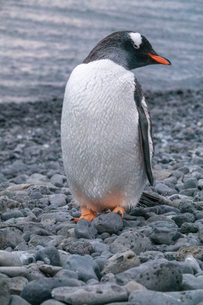 可爱的小企鹅