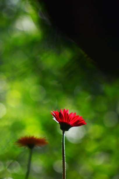 长花蕊