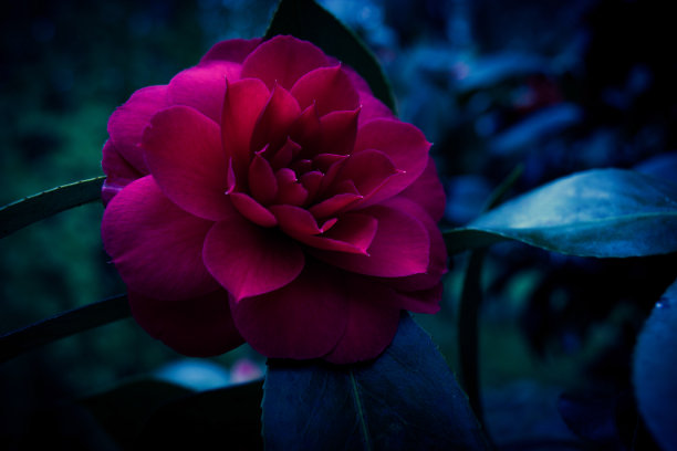 夜玫瑰