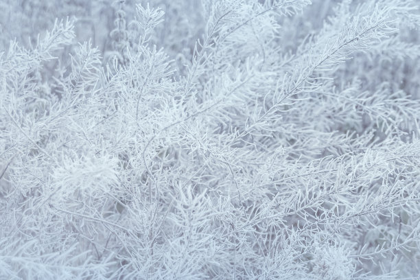 积雪覆盖草坪