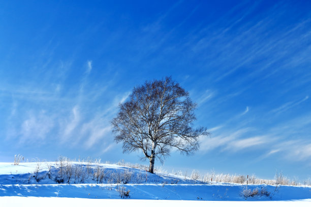 冬季草原积雪树木