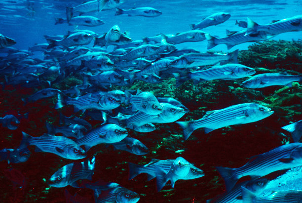 rockfish