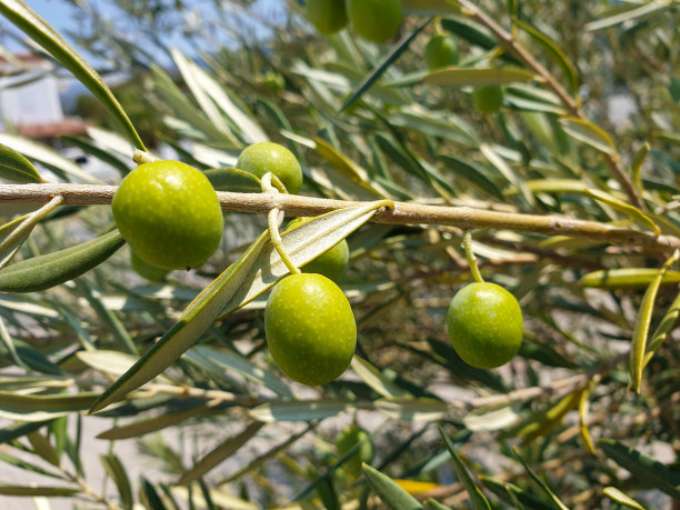 橄榄树果子
