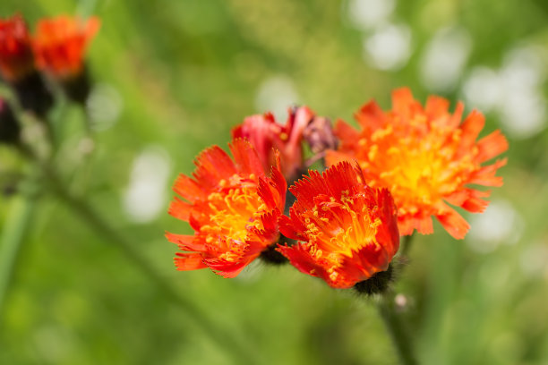 hawkweed