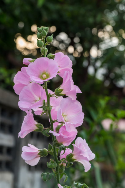 粉色蜀葵花