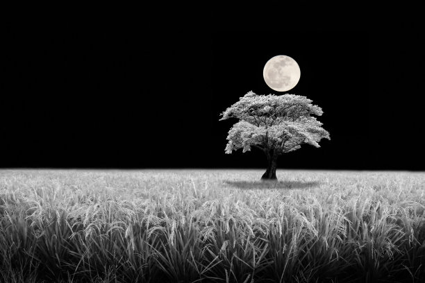 月光下的树