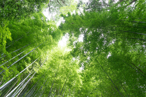绿竹竹林图片