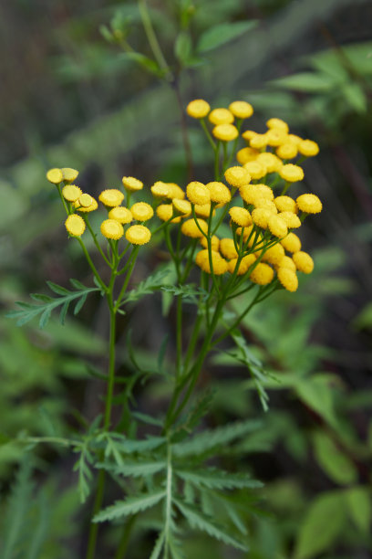 黄花苗花