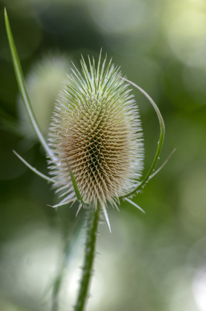 干锅菜