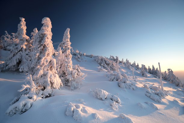 雪原蓝天树