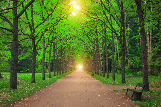 户外公园树林小路春天绿色