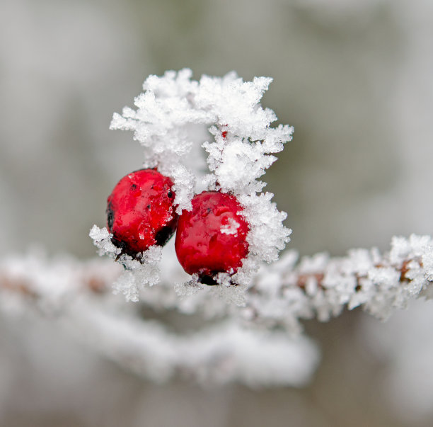 白雪红果