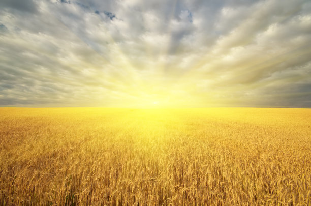 阳光下的麦子