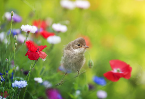 花丛中的小鸟