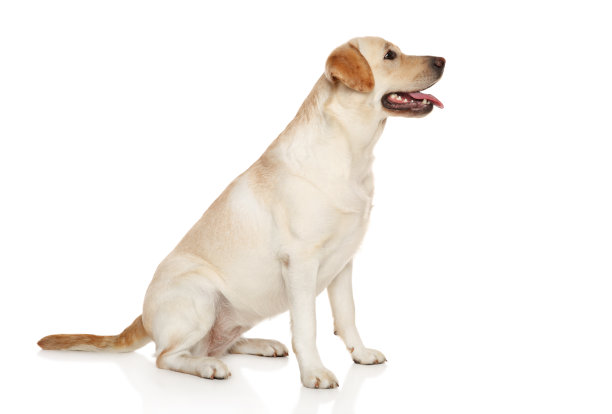 labrador
