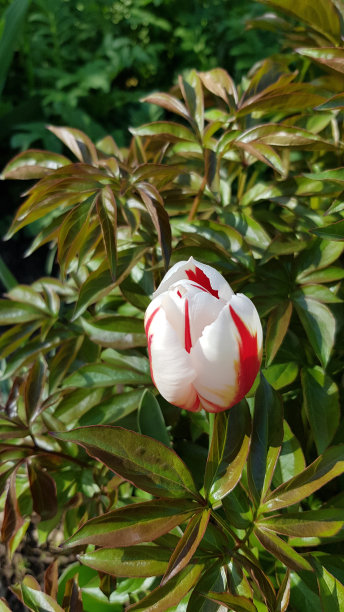 花草素材