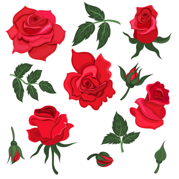 玫瑰花矢量插画元素
