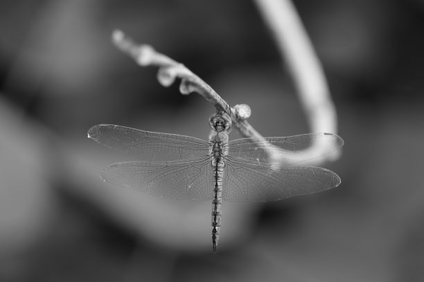 枝头上的蜻蜓