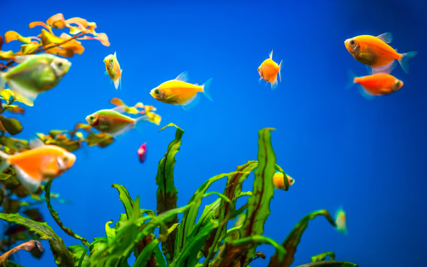 水草水花