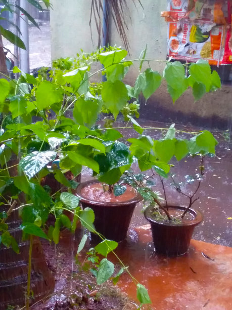 雨中绿植