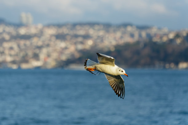 飞鸟蓝色大海壁纸