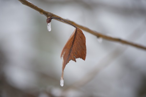 自然雪景寒冷冬天雪花特写