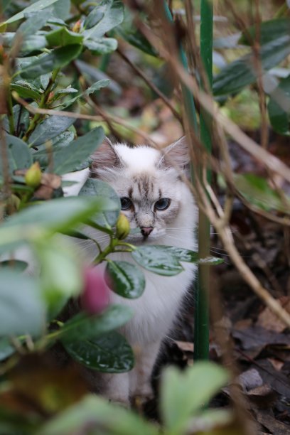 可爱萌宠熊猫