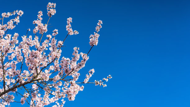 神圣之花