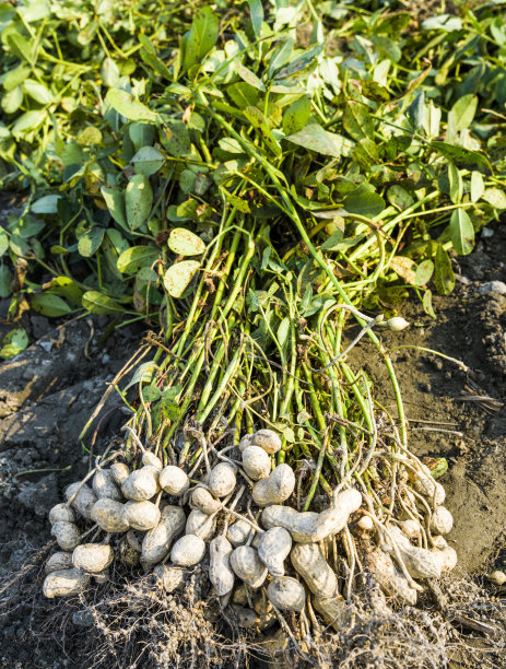 earthnut