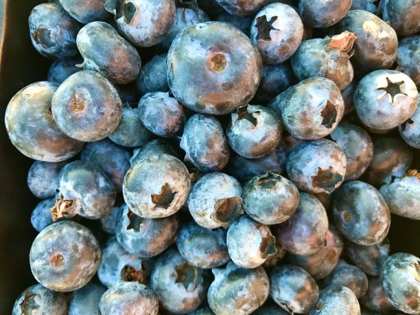 蓝莓微距